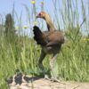 Modern Game Bird Hen Gold/Salmon