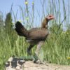 Modern Game Bird Hen Gold/Salmon