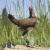 Modern Game Bird Hen Gold/Salmon