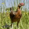 Modern Game Bird Hen Gold/Salmon