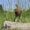 Modern Game Bird Hen Gold/Salmon