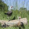 Modern Game Bird Hen Silver/Salmon