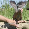 Modern Game Bird Hen Silver/Salmon