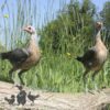 Modern Game Bird Hen Silver/Salmon