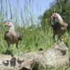 Modern Game Bird Hen Silver/Salmon