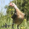 Modern Game Bird Hen Silver/Salmon
