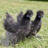 Non Bearded Silkie Chicken Dark Grey
