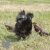 Non Bearded Silkie Chicken Dark Grey