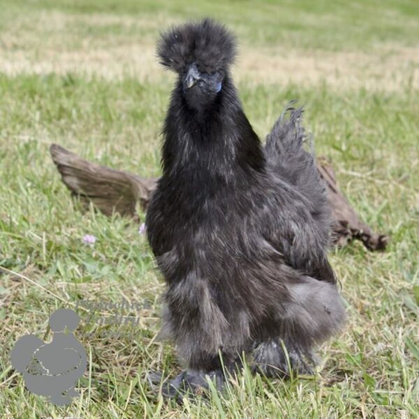 Non Bearded Silkie Chicken Dark Grey