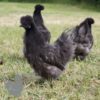 Non Bearded Silkie Chicken Dark Grey