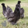 Non Bearded Silkie Chicken Dark Grey