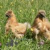 Non Bearded Silkie Chicken Amber