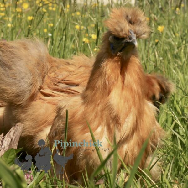 Non Bearded Silkie Chicken Amber