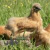 Non Bearded Silkie Chicken Amber