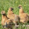 Non Bearded Silkie Chicken Amber
