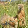 Non Bearded Silkie Chicken Amber