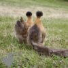Non Bearded Silkie Chicken Gold Partridge