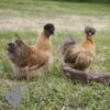 Non Bearded Silkie Chicken Gold Partridge