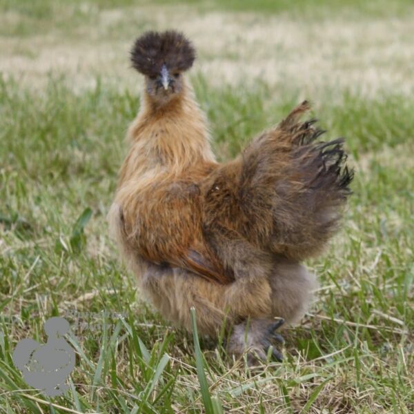 Non Bearded Silkie Chicken Gold Partridge