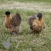 Non Bearded Silkie Chicken Gold Partridge