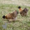 Non Bearded Silkie Chicken Gold Partridge