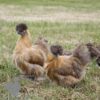 Non Bearded Silkie Chicken Gold Partridge