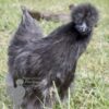 Non Bearded Silkie Chicken Dark Grey