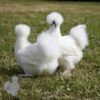 Non Bearded Silkie Chicken White