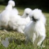 Non Bearded Silkie Chicken White