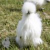 Non Bearded Silkie Chicken White