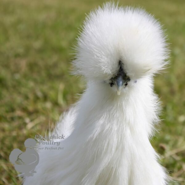 Non Bearded Silkie Chicken White