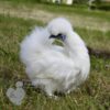 Non Bearded Silkie Chicken White