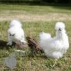 Non Bearded Silkie Chicken White