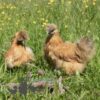 Non Bearded Silkie Chicken Amber