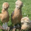 Padovana Hen Chamois Laced