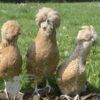 Padovana Hen Chamois Laced