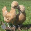 Padovana Hen Chamois Laced