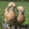 Padovana Hen Chamois Laced