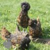 Padovana Hen Gold Laced