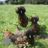 Padovana Hen Gold Laced