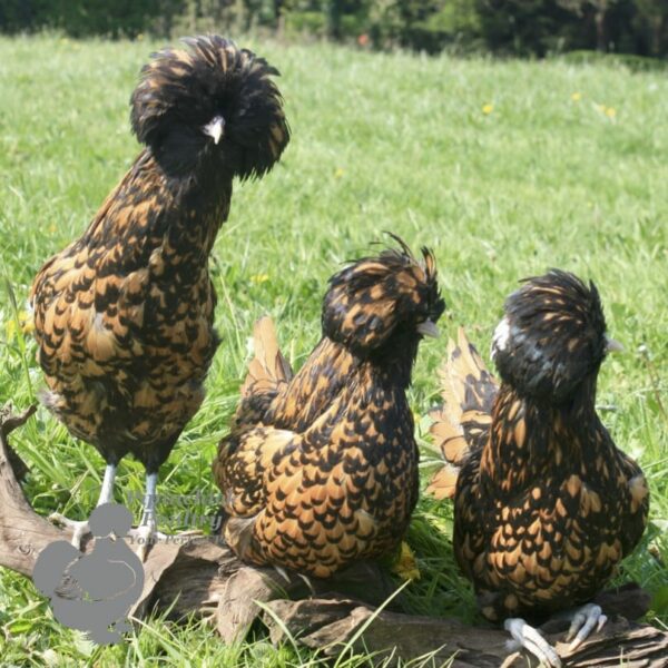Padovana Hen Gold Laced