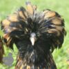 Padovana Hen Gold Laced