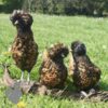 Padovana Hen Gold Laced