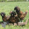 Padovana Hen Gold Laced