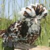 Padovana Hen Tri Colour