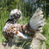 Padovana Hen Tri Colour