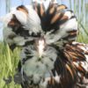 Padovana Hen Tri Colour