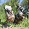 Padovana Hen Tri Colour