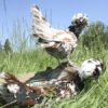 Padovana Hen Tri Colour