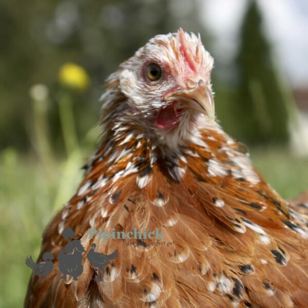 Pekin Bantam Chicken Partridge & Millefleurs Splash